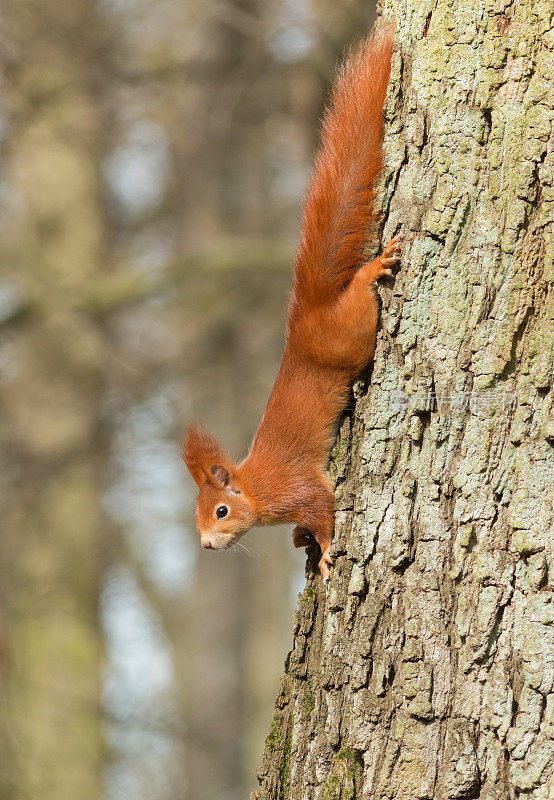 欧亚红松鼠(Sciurus vulgaris)